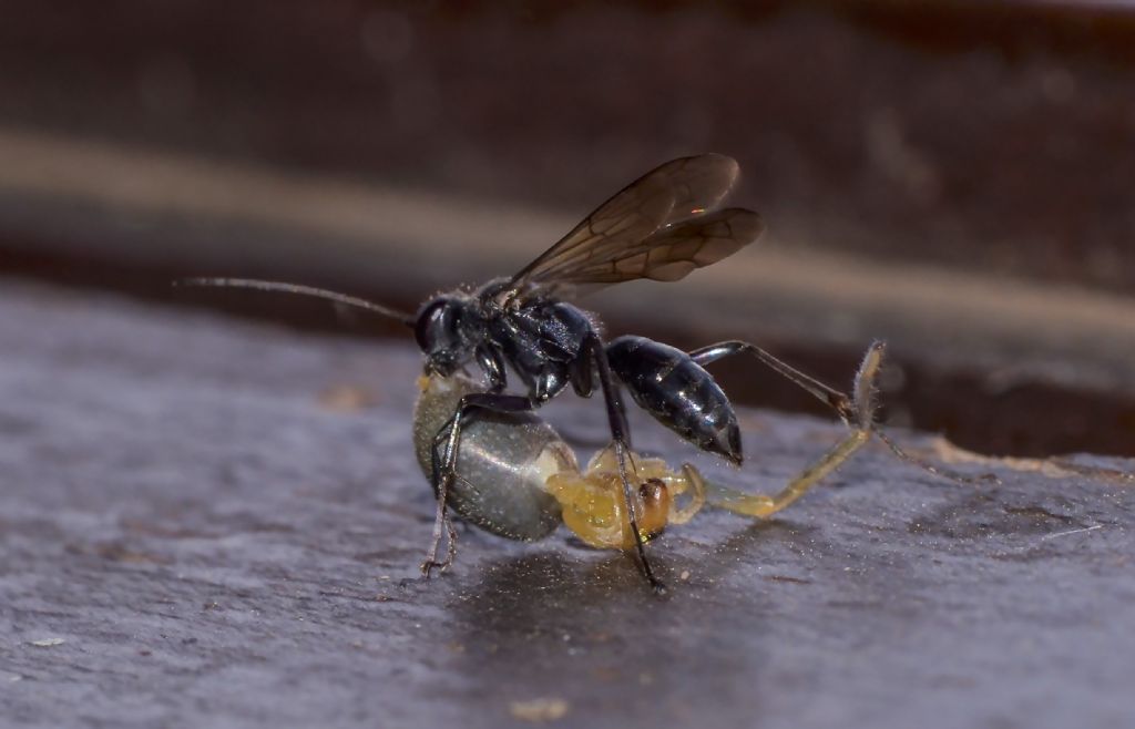 Pompilidae?  S, Auplopus cfr. carbonarius che preda ragno Cheiracanthium sp.